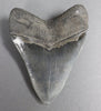 Impeccable Megalodon Tooth - 5.14 inches