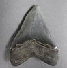 Impeccable Megalodon Tooth - 5.14 inches