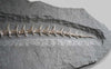 Fossil Crocodile for Sale - Steneosaurus bollensis from Holzmaden - 13.45 feet long - 7 - Tail Vertebra