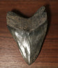 Megalodon Shark Tooth - 4.87 inches