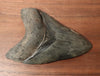 Megalodon Shark Tooth - 4.87 inches