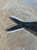 Diplomystus Aspiration - Fish Swallowing Fish