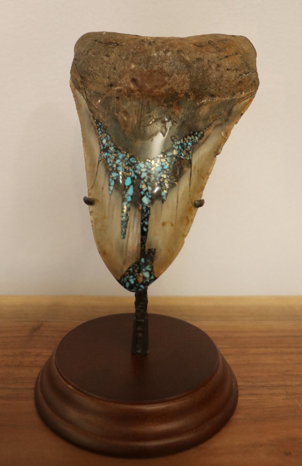Megalodon Tooth with Pyrite and Turquoise inches – Fossil Realm
