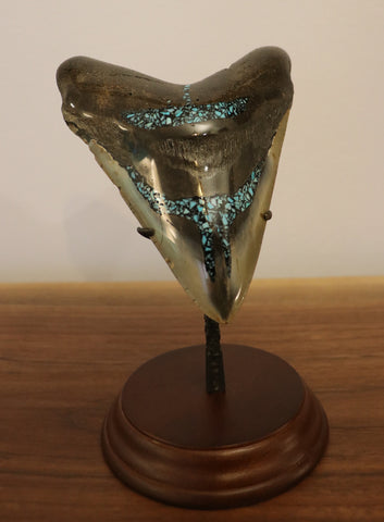Meg Tooth, 5.43" Pyrite/Turquoise