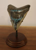 Meg Tooth, 5.43" Pyrite/Turquoise