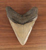Meg Tooth, 5.43" Pyrite/Turquoise