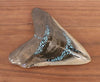 Meg Tooth, 5.43" Pyrite/Turquoise