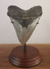 Huge Serrated Meg Tooth - 5.85"