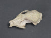 Oligocene Fox Skull, Hesperocyon - 3.6 inches