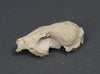 Oligocene Fox Skull, Hesperocyon - 3.6 inches