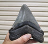 Huge Serrated Meg Tooth - 5.85"