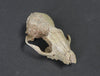 Oligocene Fox Skull, Hesperocyon - 3.6 inches