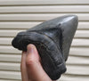 Huge Serrated Meg Tooth - 5.85"