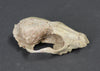 Oligocene Fox Skull, Hesperocyon - 3.6 inches