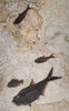 Magnificent Fossil Fish Triptych - 75 x 49 inches