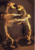 Spectacular Cave Bear Skeletons, 9'2" Tall