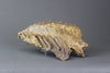 Pair of Beautiful Lower Woolly Mammoth Molars from Siberia - 7 inches