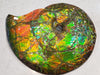 Iridescent Ammonite (Ammolite) in Quartz, 14"