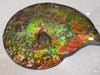 Iridescent Ammonite (Ammolite) in Quartz, 14"