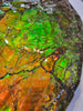 Iridescent Ammonite (Ammolite), 19.5”