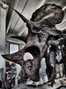 "Willard" - Exceptionally Large Triceratops Skeleton