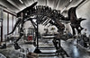 Triceratops Skeleton, Hell Creek Formation, United States