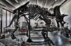 "Willard" - Exceptionally Large Triceratops Skeleton