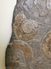 Pyritized Ammonites - Holzmaden Shale, 3.54 feet