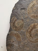 Pyritized Ammonites - Holzmaden Shale, 3.54 feet