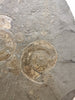 Pyritized Ammonites - Holzmaden Shale, 3.54 feet