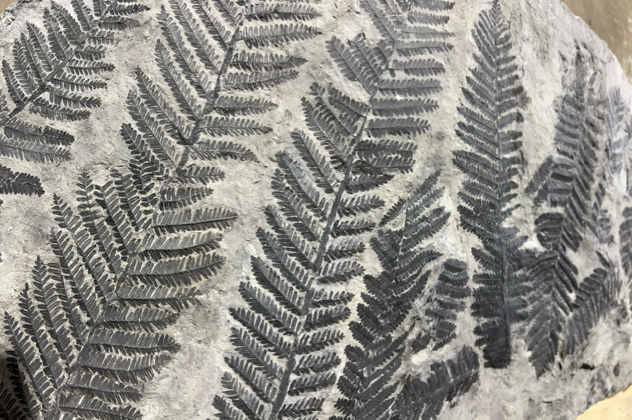 Fossils For Sale | World Class Specimens – Fossil Realm