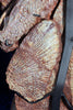 Fossils for Sale: Rare Fossil Amphibian Skulls - Metoposaurs - Back Side - Pectoral Girdles