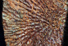 Fossils for Sale: Rare Fossil Amphibian Skulls - Metoposaurs - Closeup 