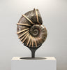Large Bladed Ammonite, Lytoceras cornicupae