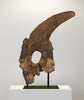Massive Triceratops Brow Horn/Orbit