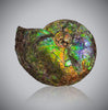 Iridescent Canadian Ammonite - 17.5"