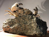 Fossil Crab, Xanthopsis dufourii - 5 inches