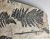 Large Fossil Fern from France - 40 inches