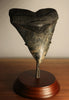 5.10" Megalodon Shark Tooth