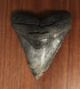 5.10" Megalodon Shark Tooth