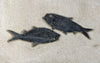 Large Fossil Fish Shoal - 74 x 24 inches
