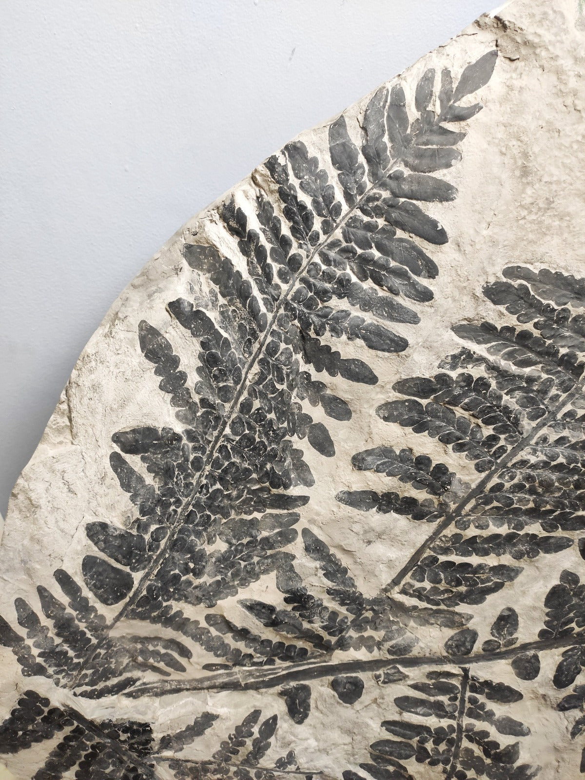 Plant Fossils for Sale Palms, Ferns and More Fossil Realm