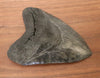 5.35" Megalodon Shark Tooth