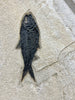 Large Fossil Fish Shoal - 74 x 24 inches