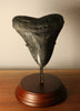 Megalodon Shark Tooth - 4.39 inches