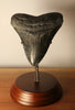 Megalodon Shark Tooth - 4.39 inches