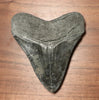 Megalodon Shark Tooth - 4.39 inches