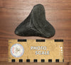 Megalodon Shark Tooth - 4.39 inches