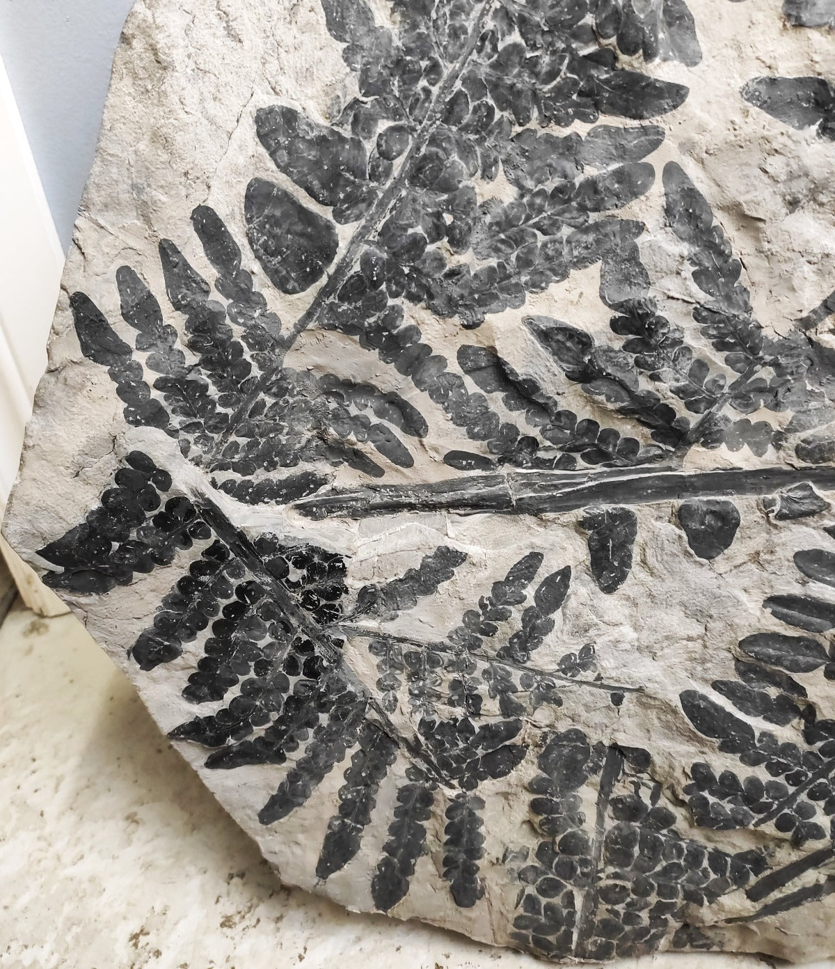 Plant Fossils for Sale Palms, Ferns and More Fossil Realm