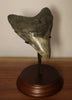 Megalodon Shark Tooth - 4.54 inches